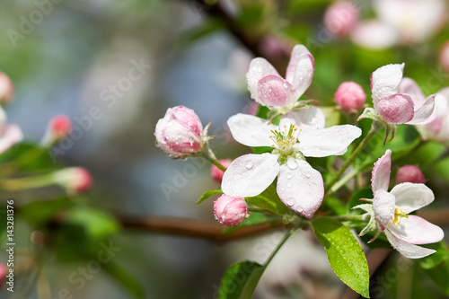 Apple blossom on branch with pink flowers and buds
