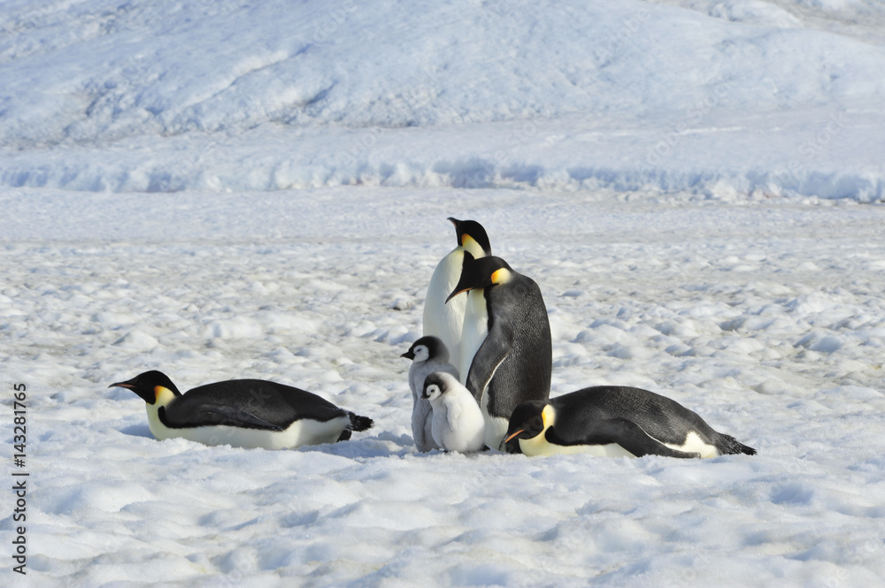 Obraz premium Emperor Penguins with chicks