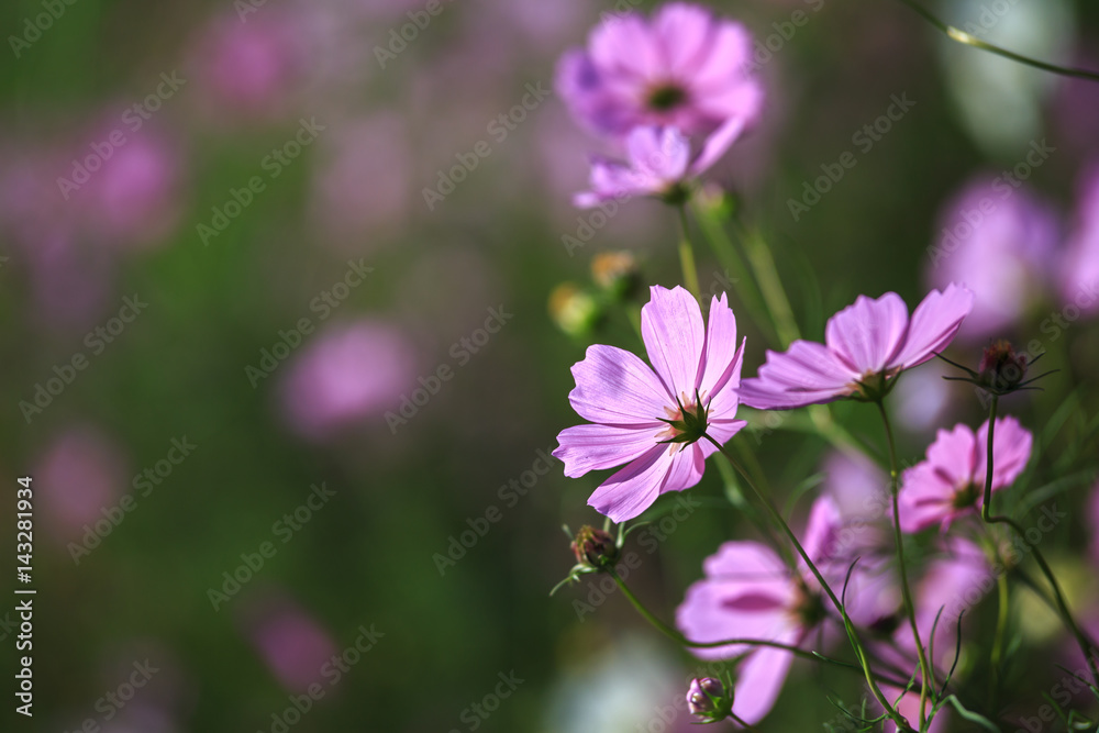 コスモス畑 長崎県諫早市白木峰 Stock Photo Adobe Stock コスモス畑 長崎県諫早市白木峰 Stock Photo Adobe Stock