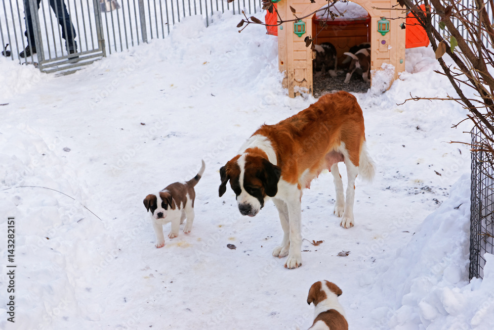 Saint Bernard adult dog with puppies at kennel winter Martigny
