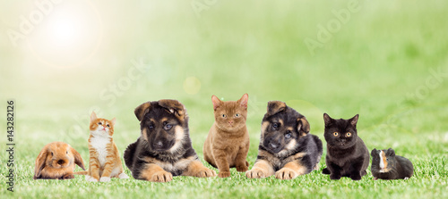 set pets on green grass, outdoors