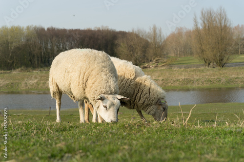 Two grazing sheep photo