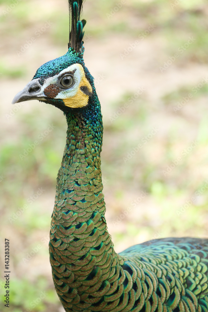 The green peafowl is walking for food on the ground The green peafowl is walking for food on the ground