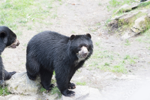 Black bear relaxing in the sun