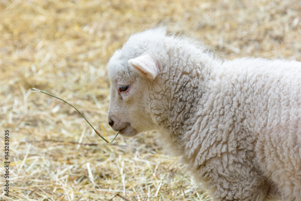 Fototapeta premium Small domesticated lamb on pasture