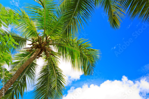 Palm trees and blue sky background.