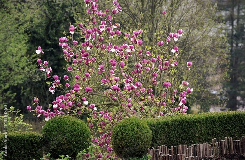 arbres en fleurs