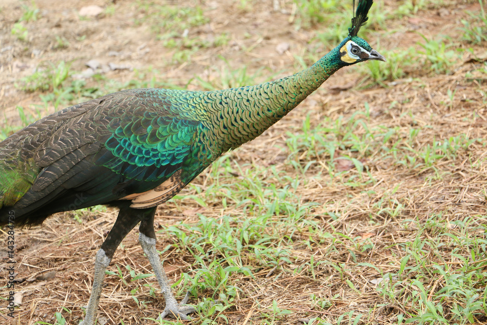 Obraz premium The green peafowl is walking for food on the ground