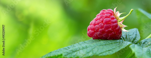 Close-up of the ripe raspberry in the fruit garden.