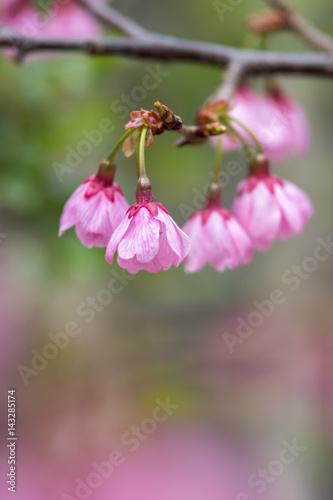 桜の花