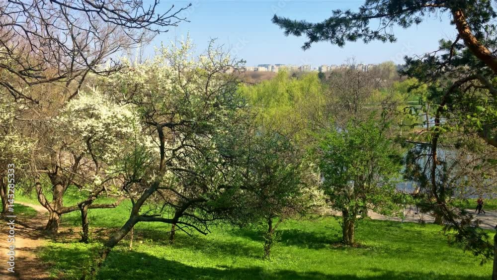 Tree Flowers Blooming In Spring Tree Flowers Blooming In Spring