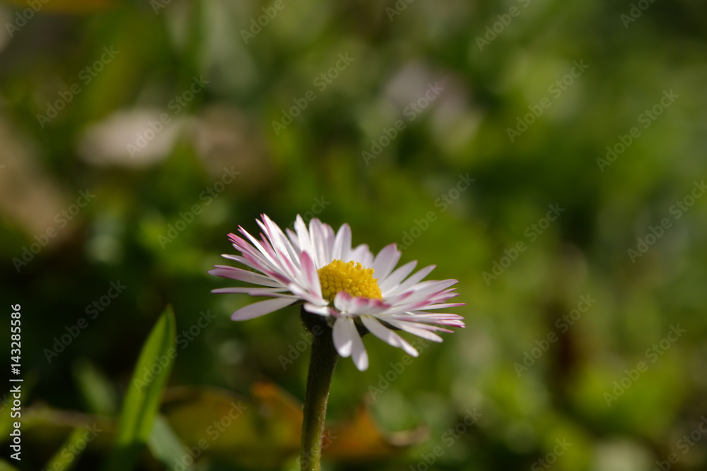 Gänseblümchen im Frühlingslicht Gänseblümchen im Frühlingslicht