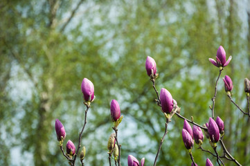Keuken achterwand Magnolia Bloeiende magnolia met tere bloesems  © innazagorulko