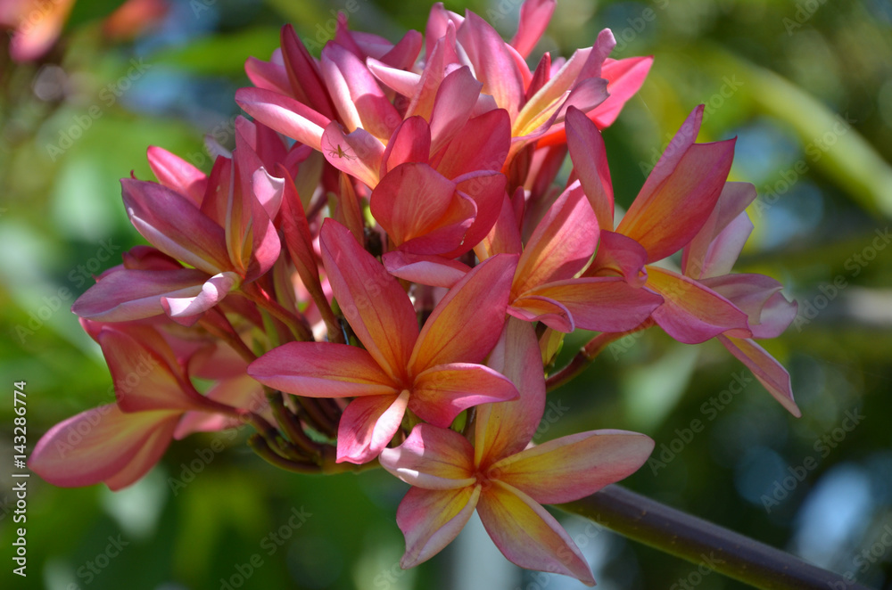 Frangipani flower Frangipani flower