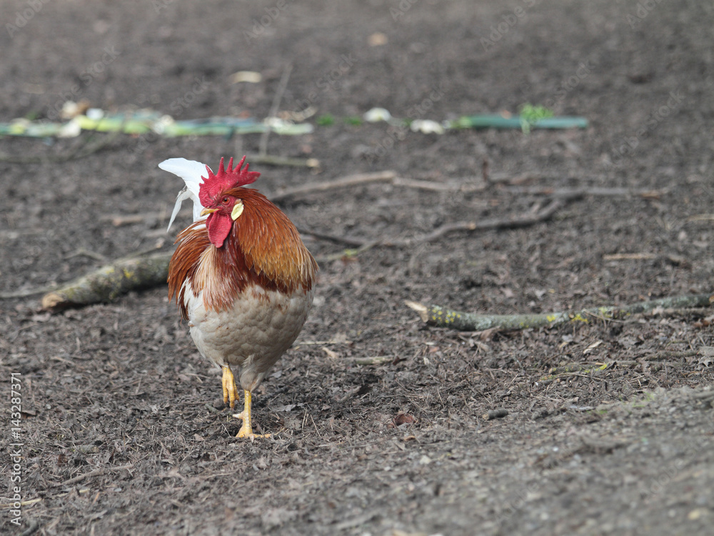 Fototapeta premium Gockel