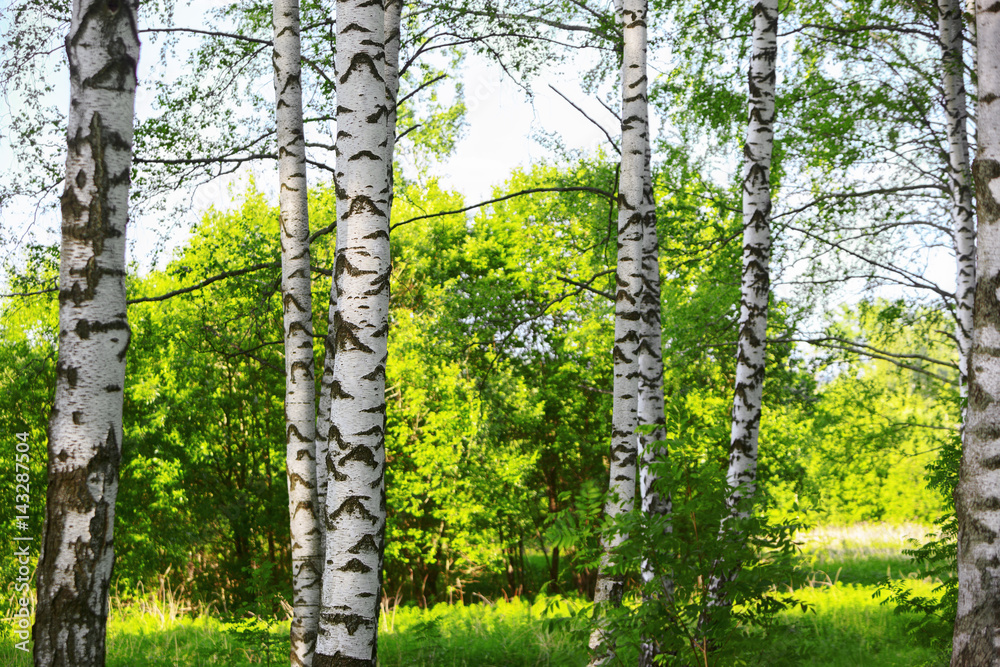 Obraz premium summer in sunny birch forest