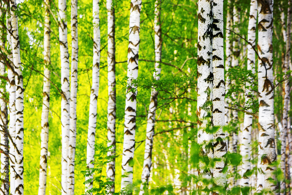Naklejka premium summer in sunny birch forest