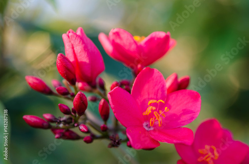 Flowering Bushes With Pink Flowers