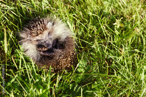 Young hedgehog curtailed into a sphere on a bright green grass in a summer sunny day