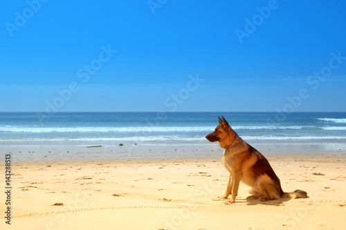 German shepherd sunbathes on the sunny beach of Atlantic ocean. © Vira Pogromska