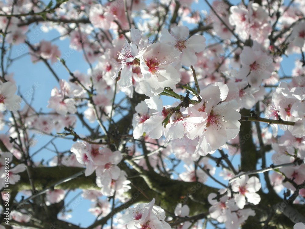Fototapeta premium Mandelblüte an der Deutschen Weinstraße