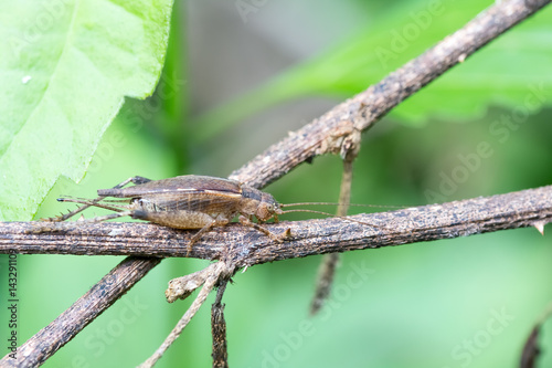 Brown grasshopper perched on a tree branch.