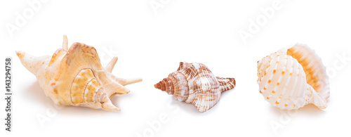 Different sea conch shells in a row.