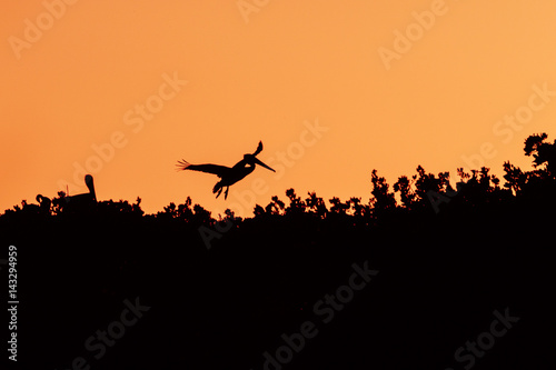 Brown pelican flying in sunset.