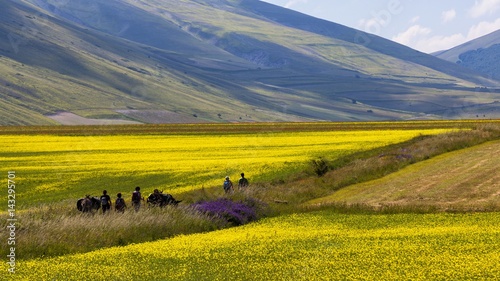 Tourists accompanied by mules hiking on flowering Pian Grande of Castelluccio di Norcia, Umbria, Italy photo