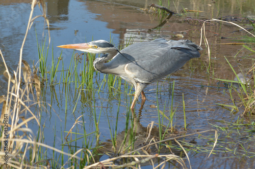 Graureiher auf der Jagd nach kleinen Fischen im Teich photo