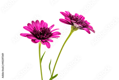 Osteosperumum Flower Daisy Isolated