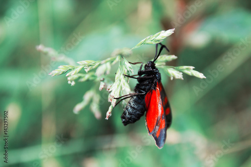 Butterfly with black and red wings sits on a blade of grass. The Zygaenidae moths are a family of Lepidoptera. photo