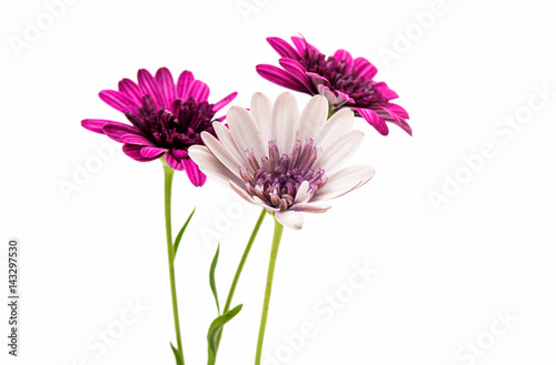 Fototapeta Naklejka Na Ścianę i Meble -  Osteosperumum Flower Daisy Isolated