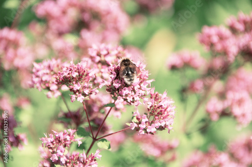 Bumblebee collects nectar from flowers of mint. Bee sitting on pink flowers, summer. © nikkusha