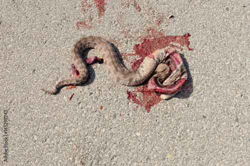Obraz na płótnie venomous snake run over on a gravel path