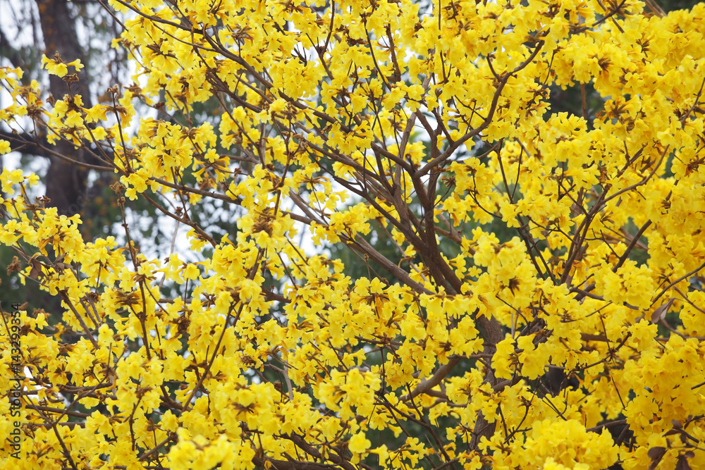 colorful yellow silver trumpet flower as background. colorful yellow silver trumpet flower as background.