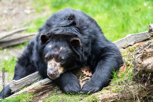 Black bear relaxing in the sun