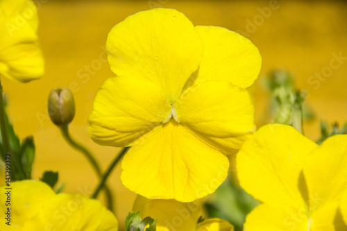 Viola yellow Pansy Flower on nature.