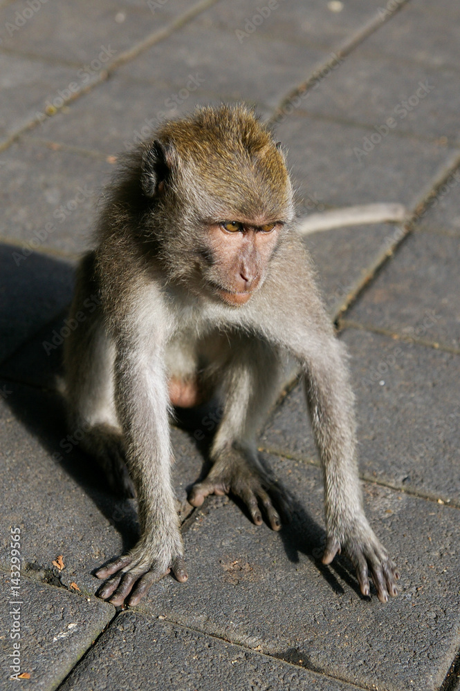 バリ島の猿
