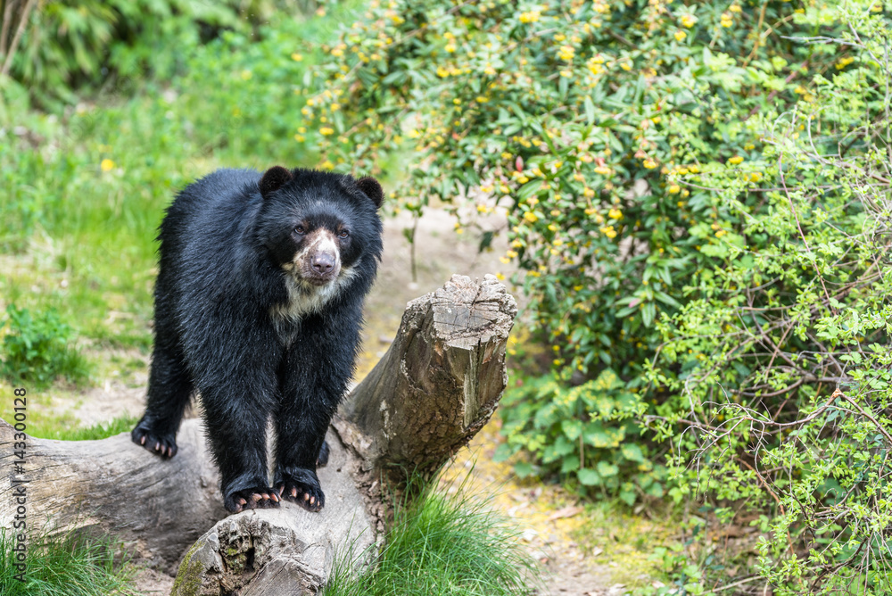 Fotografie Black bear relaxing in the sun