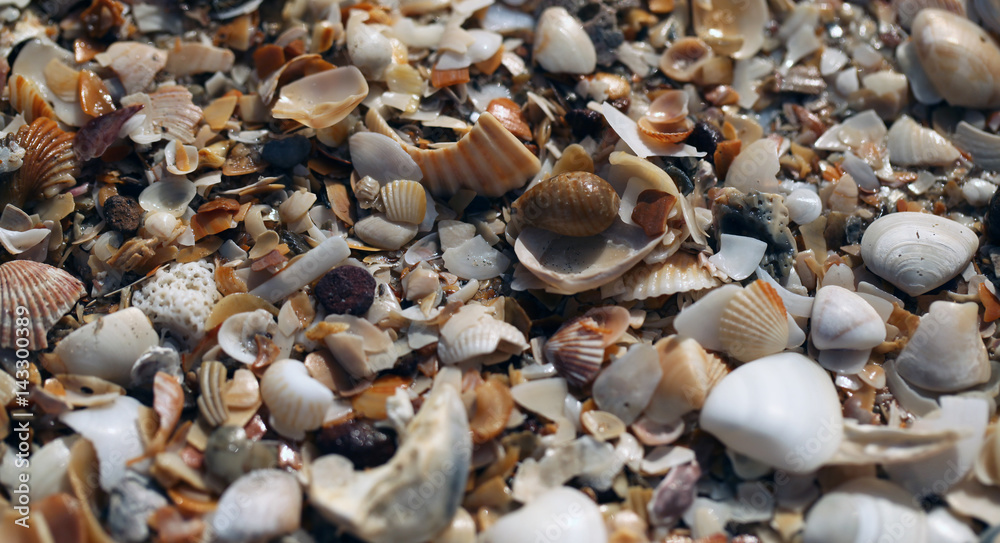 many corolful white and orange shells on the sand