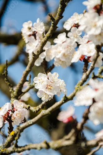Flowering cherry trees, beautiful white flowers © Svfotoroom
