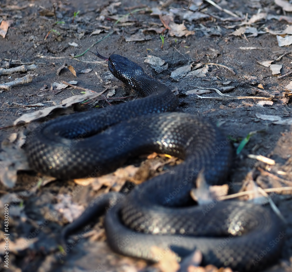 Fototapeta premium Black snake creeps into the forest at the leaves
