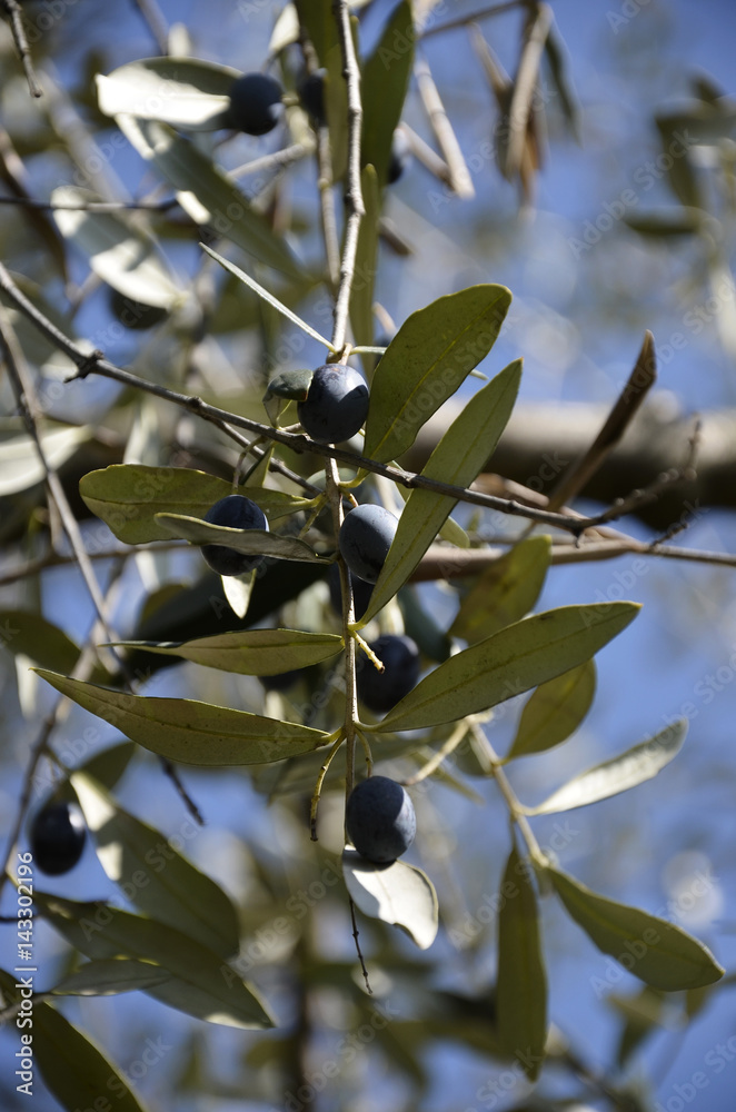 Detail of ripe olives on the tree Detail of ripe olives on the tree
