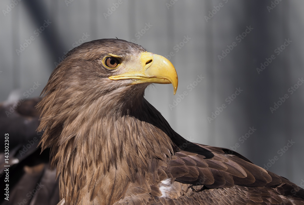 Eagle with yellow beak close up looking back