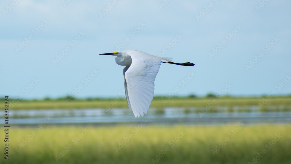Fototapeta premium Egret in Flight