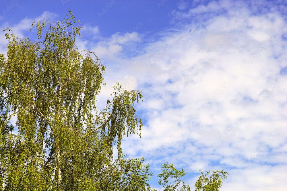 Birch tree in front of a blue cloudy sky. Background. Birch tree in front of a blue cloudy sky. Background.
