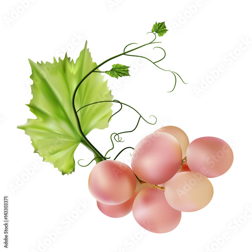 Fresh bunch of grapes. Manufacturer of fresh juices and wine.