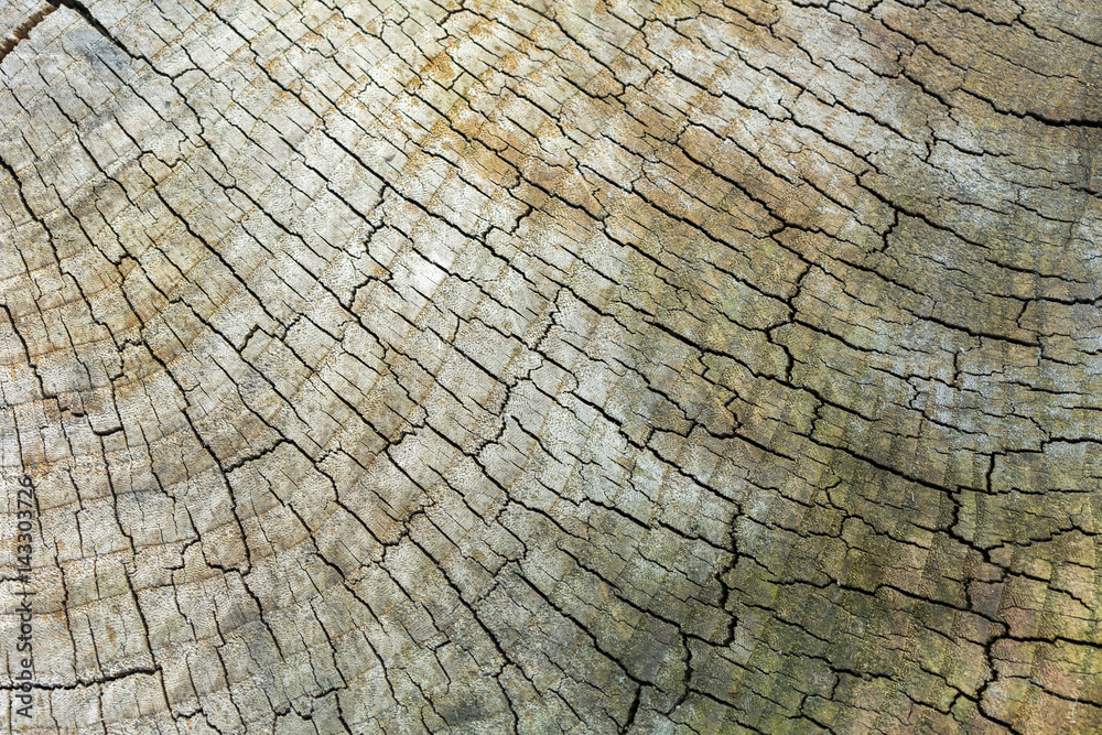 Fototapeta premium tekstura starego cięcia drewna.