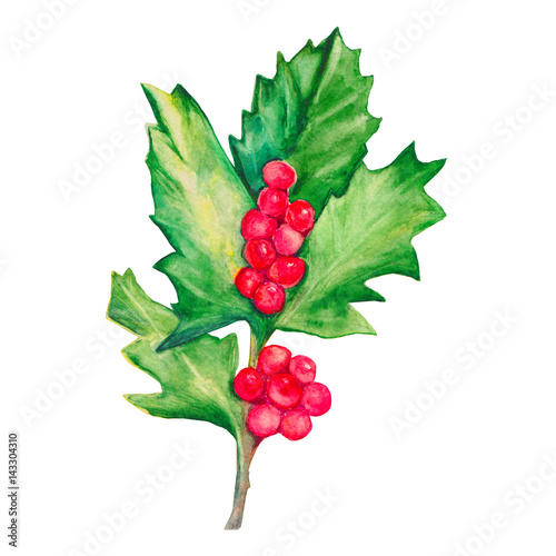 Sprig of holly isolated on a white background. Holly with red berries. Watercolor illustration.